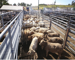Cattle fence panel for livestock or farmyard with hot dipped galvanized 2