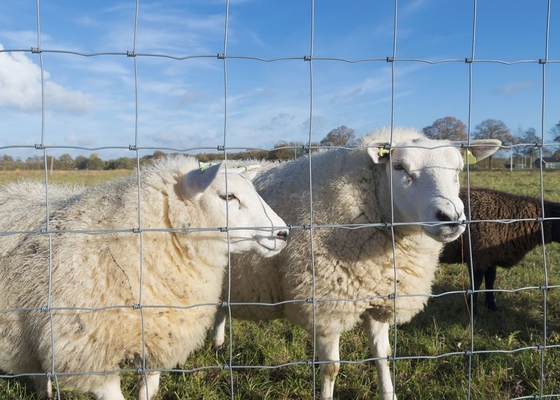 Grillage de moutons clôturant la clôture animale fortement galvanisée d'immersion chaude