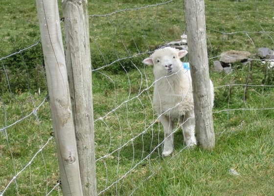 Grassland Wire Mesh Fencing 1150mm With Hot Dipped Galvanized Fixed Knot