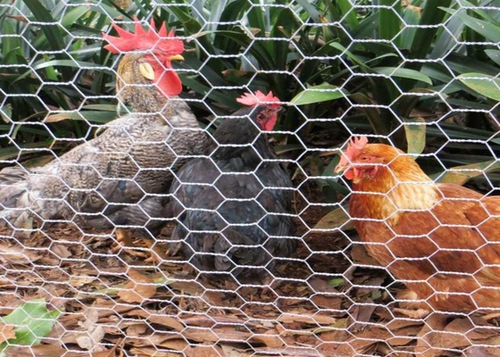 شبكة أسلاك الدجاج المغلفة بالبلاستيك ، شبكة أسلاك الدواجن الدجاج