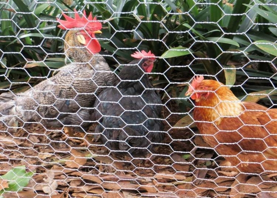 Plastic Coated Chicken Wire Mesh , Chicken Wire Poultry Netting