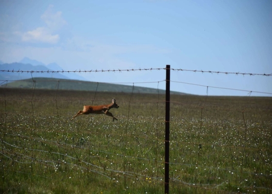 0.7m-2.0m Wire Mesh Fencing Grassland Horse And Cattle Fencing With Y T Post